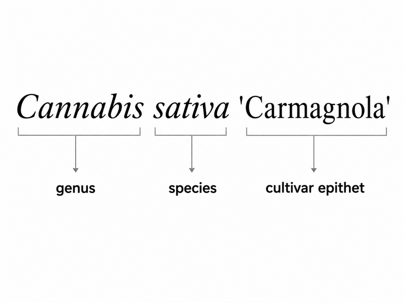 File:Cannabis-cultivar-name-structure.png