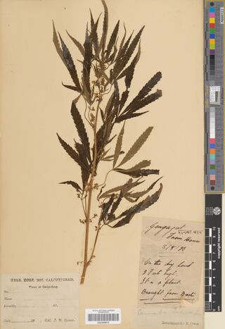 Digitised herbarium sheet with a leafy Cannabis stem, a handwritten field slip with two words in Devanagari script and a printed Flora of Darjeeling label.