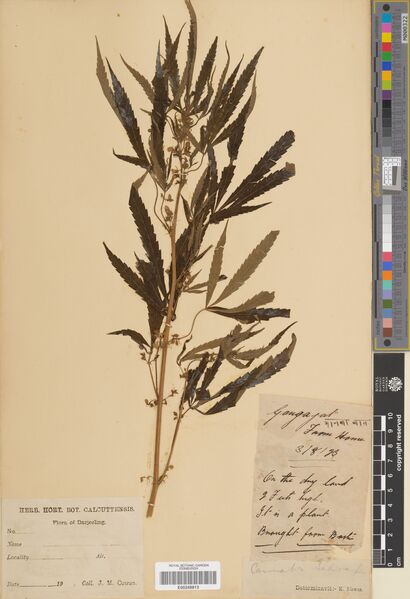 File:Cowan specimen E00248813.jpg
