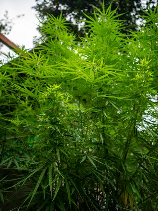 Landrace Cannabis plant growing near Paschim Harmati