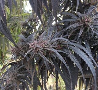 Cannabis plant with dark purple flowering tops and narrow leaflets