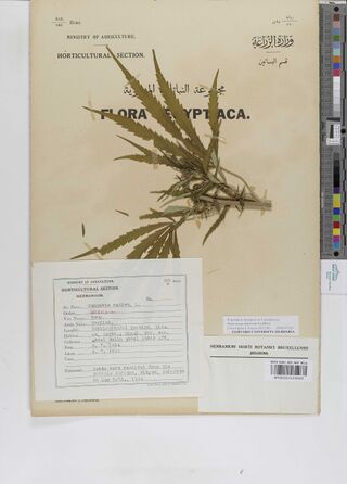 Digitised herbarium sheet printed Flora Egyptiaca, with a leafy Cannabis top with long, narrow leaflets, a typed Egyptian Ministry of Agriculture label at the lower left and a Brussels herbarium label at the lower right.