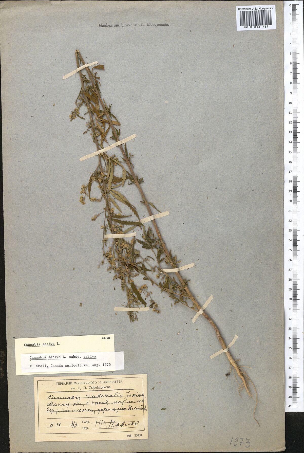 Digitised herbarium sheet on grey paper with one slender, branched Cannabis stem laid on the diagonal, and a printed label with typed slips at the foot.
