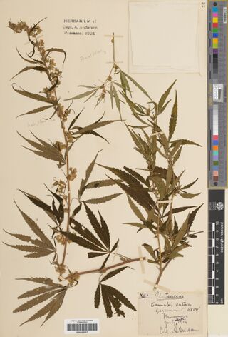 Digitised herbarium sheet with two tall Cannabis stems, pencil notes marking the male and female plant and a stamp reading Herbarium of Capt. A. Anderson.