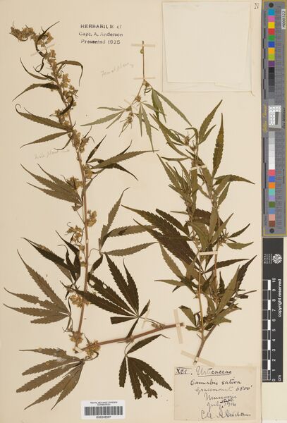 File:Anderson specimen E00248597.jpg