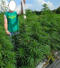 Cannabis plants with a measuring pole held up beside them