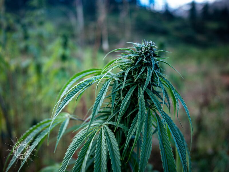 File:Cannabis-morphology-plant.jpg