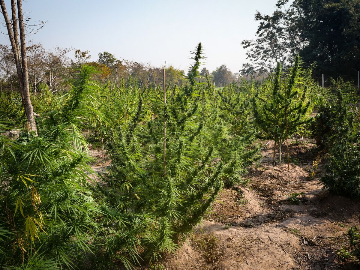 Landrace cannabis growing in a mixed field with Squirrel Tail and Foytong at the Ta Lo family farm in the Phu Phan mountains of Northeastern Thailand.