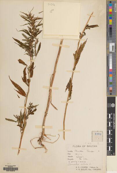 File:Cooper 1104 specimen E00150670.jpg