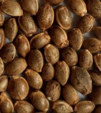 Close view of pale brown mottled cannabis seeds