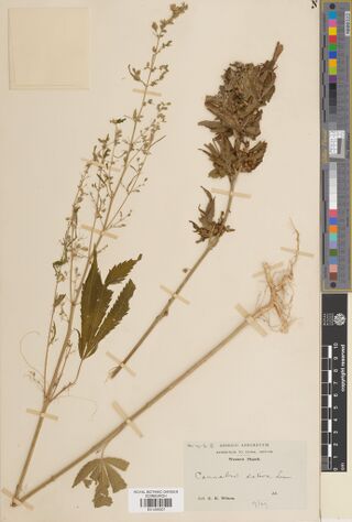 Digitised herbarium sheet with two Cannabis stems, one with open flower clusters and one with a dense leafy top, with roots, and a printed Arnold Arboretum expedition label.
