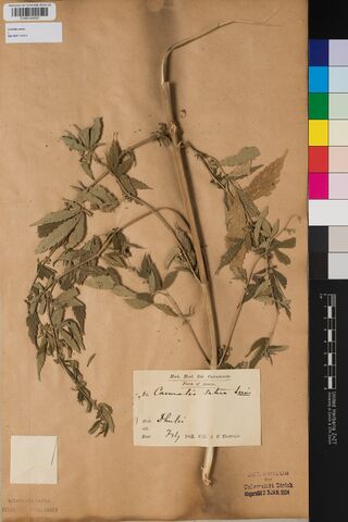 Digitised herbarium sheet with mounted staminate Cannabis material and a Flora of Assam collection label.