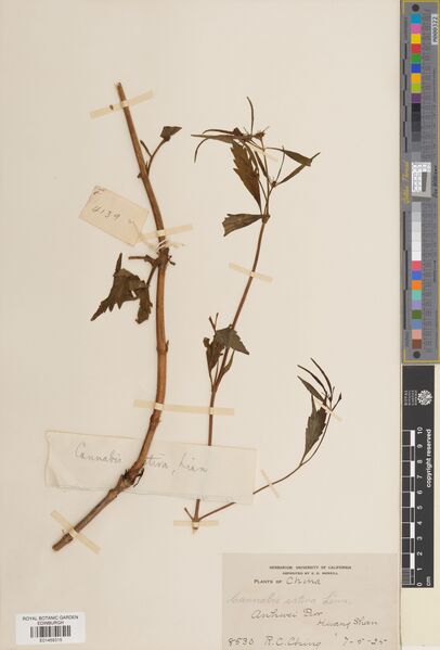 File:Ching 8530 specimen E01459315.jpg