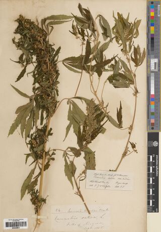 Digitised herbarium sheet with a tall fruiting Cannabis stem on the left and slender flowering stems on the right, a Lawson's Canadian Plants label at the foot and a Hooker and Thomson slip at the right.