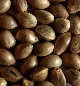 Pile of large, pale brown mottled cannabis seeds