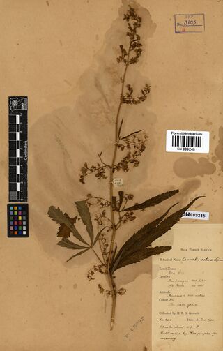 Digitised herbarium sheet with a tall, flowering Cannabis sativa stem marked male, and a printed Siam Forest Service label.