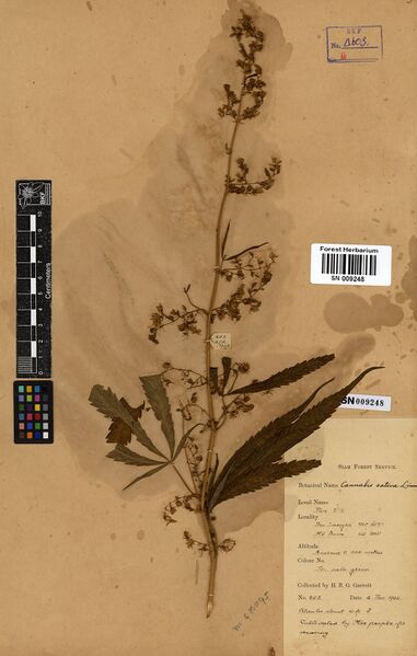 File:Garrett 852 specimen SN009248.jpg