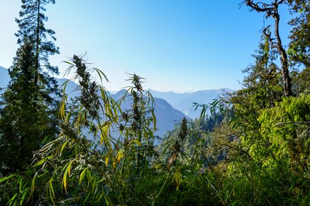 Landrace Cannabis plants growing above Grahan Village in the 'Kutla' fields