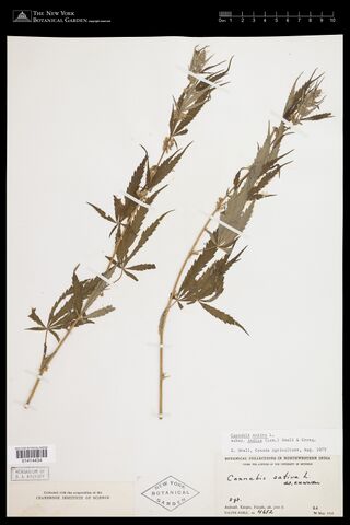 Digitised herbarium sheet with two mounted fruiting Cannabis branches and collection and determination labels.
