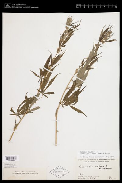 File:Koelz 4612 specimen NY 1414434.jpg