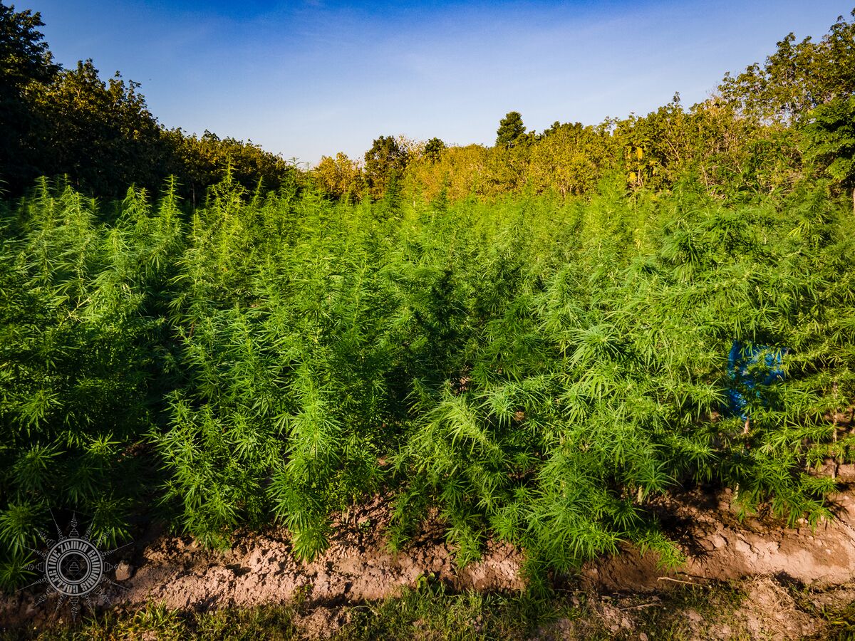 The Lin Pooh Family landrace cannabis farm in the Phu Phan hills of Sakhon Nakhon Province, Thailand as seen from above.