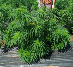 Bushy cannabis plants on plastic mulch in a field
