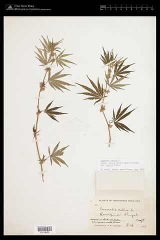 Digitised herbarium sheet with two mounted fruiting Cannabis branches and a handwritten R. R. Stewart collection label.