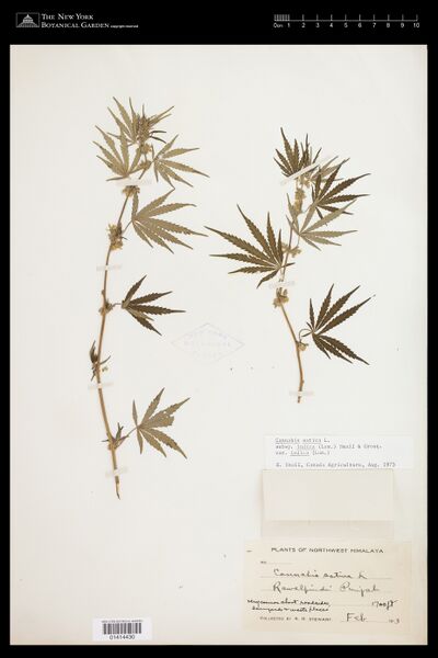 File:Stewart Rawalpindi specimen NY 1414430.jpg