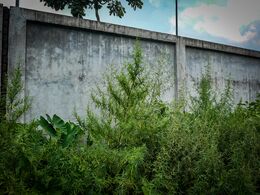 Feral cannabis growing in an empty lot