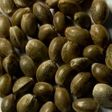 Close view of large mottled brown cannabis seeds