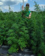 A person in sunglasses standing among tall cannabis plants and holding a flowering branch