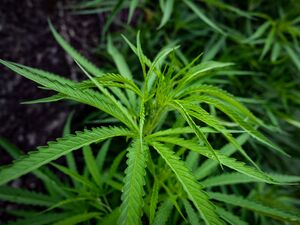 Fulkardabri-Cannabis-Plant.jpg