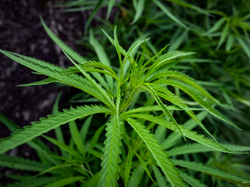 File:Fulkardabri-Cannabis-Plant.jpg