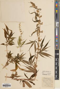 Digitised herbarium sheet with a tall fruiting Cannabis stem marked male plant in pencil and a handwritten label dated August 1914.