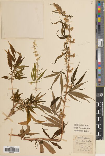 File:Anderson specimen E00248598.jpg