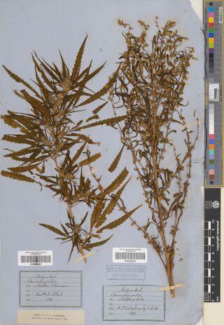 Digitised herbarium sheet carrying two mounted Cannabis collections on blue paper; the 1852 Elliot specimen is on the left above its printed label form.