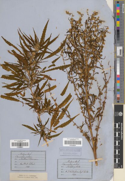 File:Elliot specimen E00248823.jpg