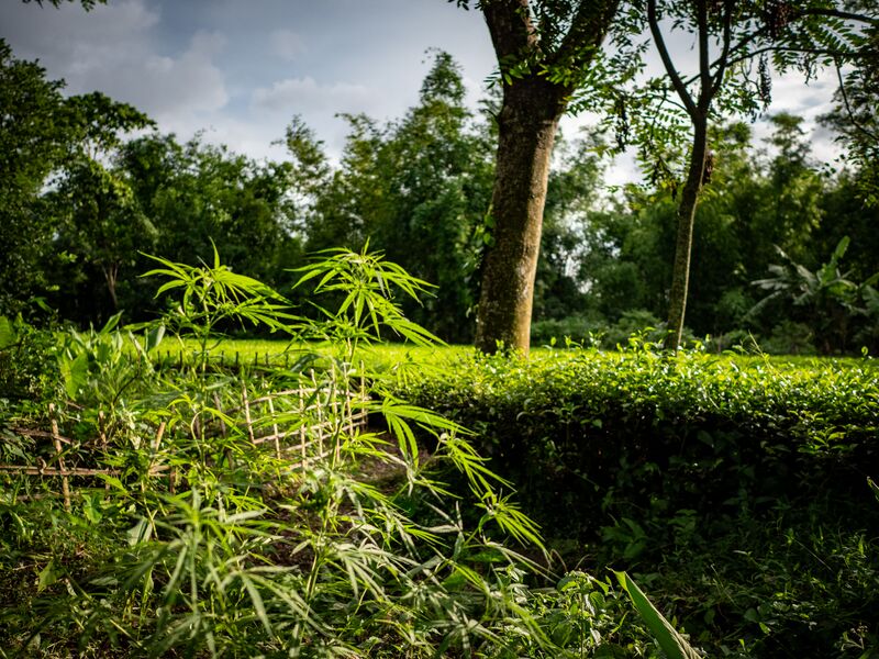 File:P1050937.jpg
