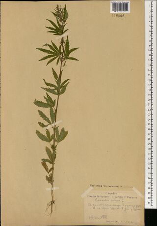 Digitised herbarium sheet with a single slender upright Cannabis plant with narrow-leafleted palmate leaves and its roots, a printed expedition label with pencilled text at the lower right.