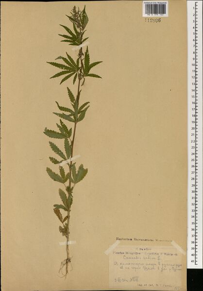 File:Pawlow 618 specimen MW0175122.jpg