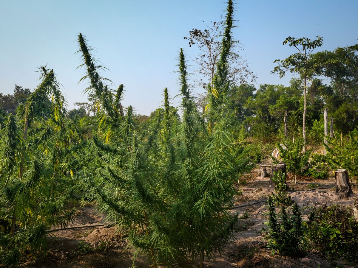 Tiger Tail landrace cannabis growing in a mixed field with Squirrel Tail and Foytong at the Ta Lo family farm in the Phu Phan mountains of Northeastern Thailand.