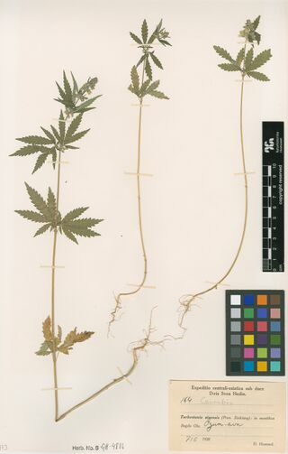 Digitised herbarium sheet with three slender young Cannabis stems with small tufts of leaves and roots, and a printed expedition label filled in by hand.