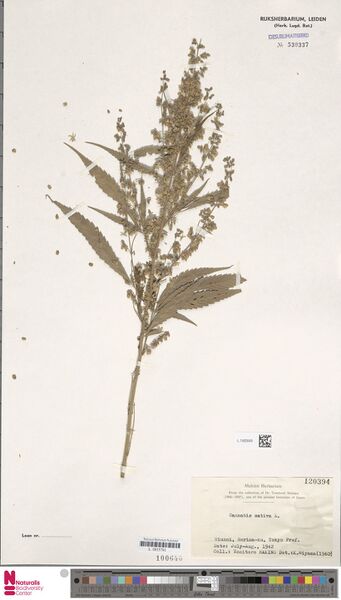 File:Makino s.n. specimen L.1592649.jpg