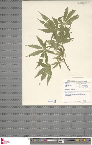 Digitised herbarium sheet of a Cannabis sativa stem with a typed Natal Herbarium Durban label.
