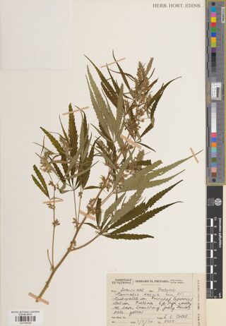 Digitised herbarium sheet of a leafy Cannabis sativa branch with a printed National Herbarium Pretoria label.