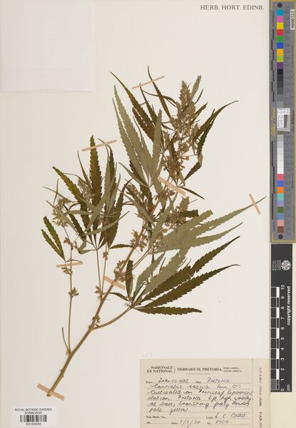 File:Codd 8505 specimen E01459336.jpg