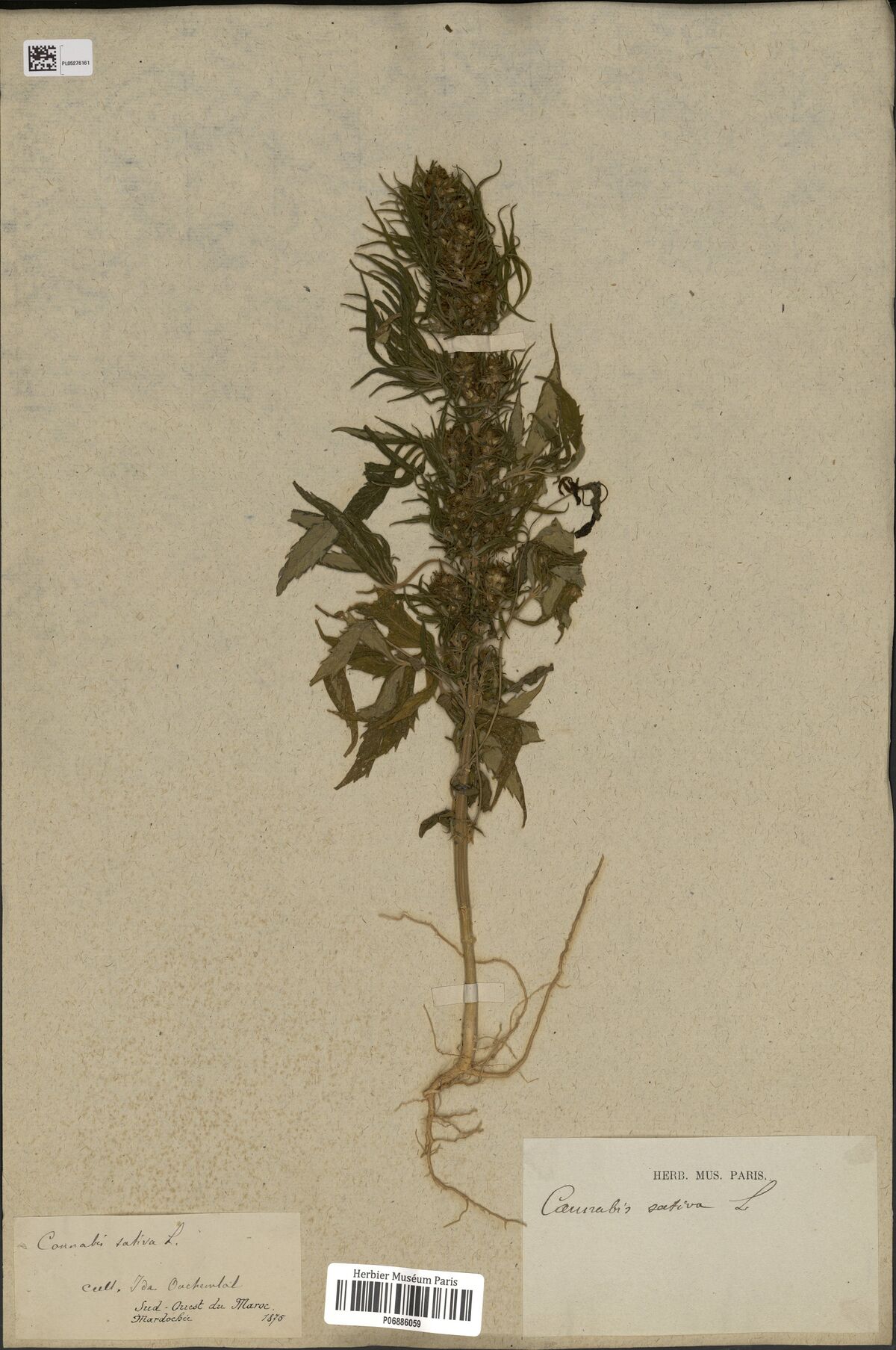 Digitised herbarium sheet with a whole Cannabis sativa plant with its root and a dense leafy inflorescence, a handwritten label at the lower left and a printed museum label at the lower right.