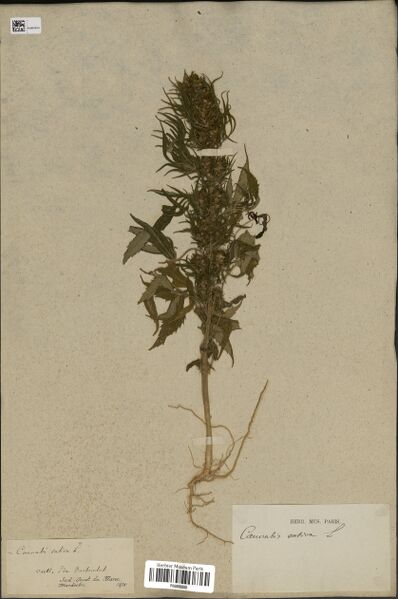 File:Mardochée specimen P06886059.jpg