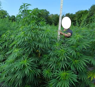Tall green cannabis plants filling the frame around a graduated surveying staff held by a person standing behind them
