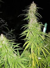 Long, pale flower top on a plant photographed with flash after dark